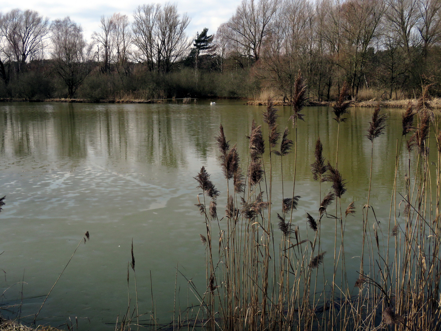 Noch nicht eisfrei der Teich im Biotop