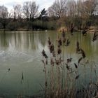 Noch nicht eisfrei der Teich im Biotop