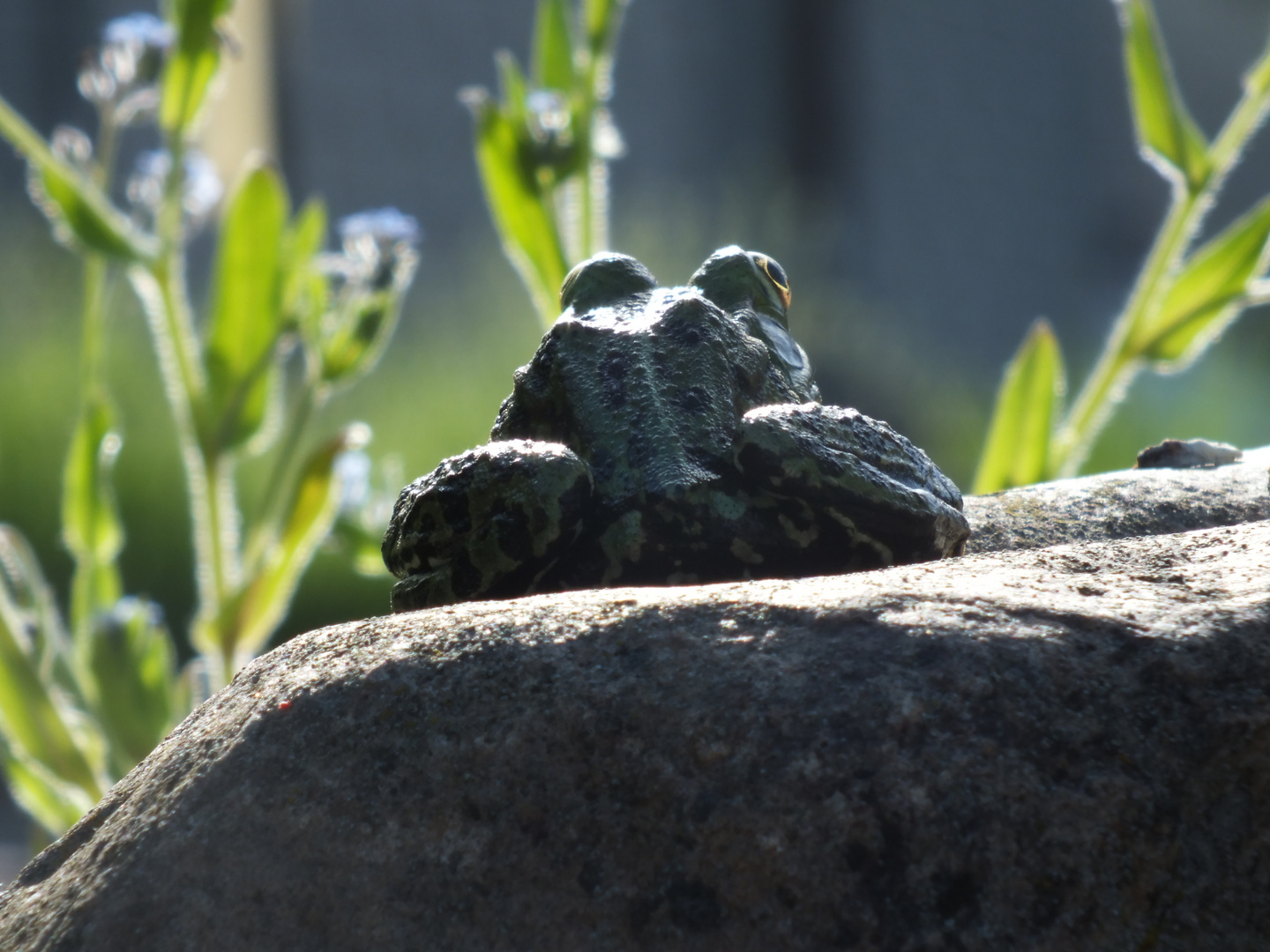 Noch nicht entdeckt...aus der Sicht vom Frosch