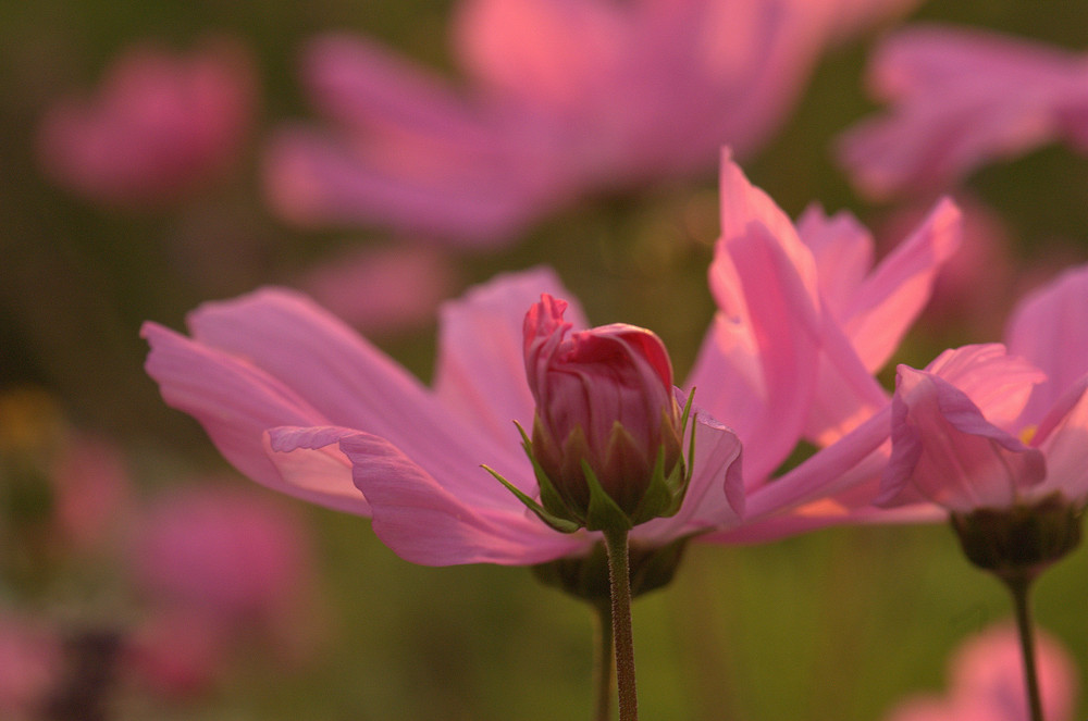 Noch nicht erblühte Cosmea vor erblühter Cosmea