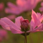 Noch nicht erblühte Cosmea vor erblühter Cosmea