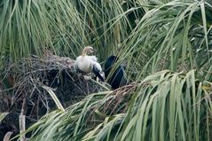 Noch nicht flügger Schlangenhalsvogel