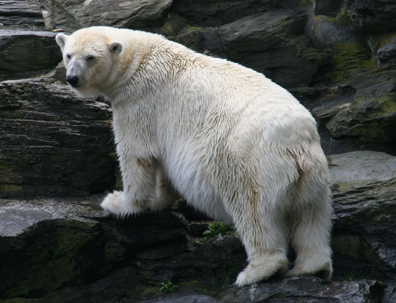 Noch nicht fotografieren, ich habe den Bauch noch nicht eingezogen.