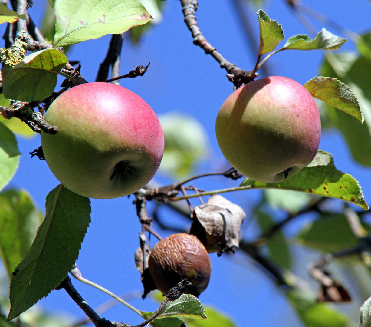 Noch nicht ganz reife Äpfel und manche sind schon verfault am Baum