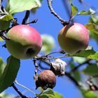 Noch nicht ganz reife Äpfel und manche sind schon verfault am Baum