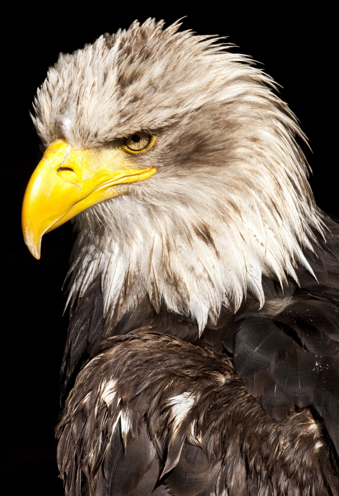 Noch-Nicht-Ganz-Weißkopf-Seeadler