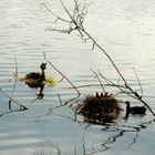 Noch nicht groß genug zum schwimmen!