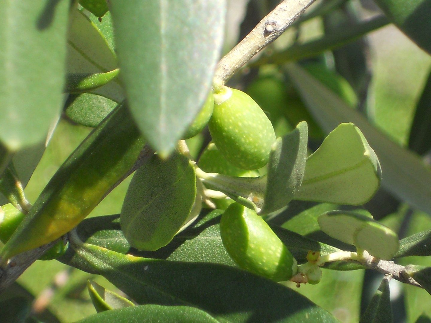 noch nicht reife Oliven am Gardasee