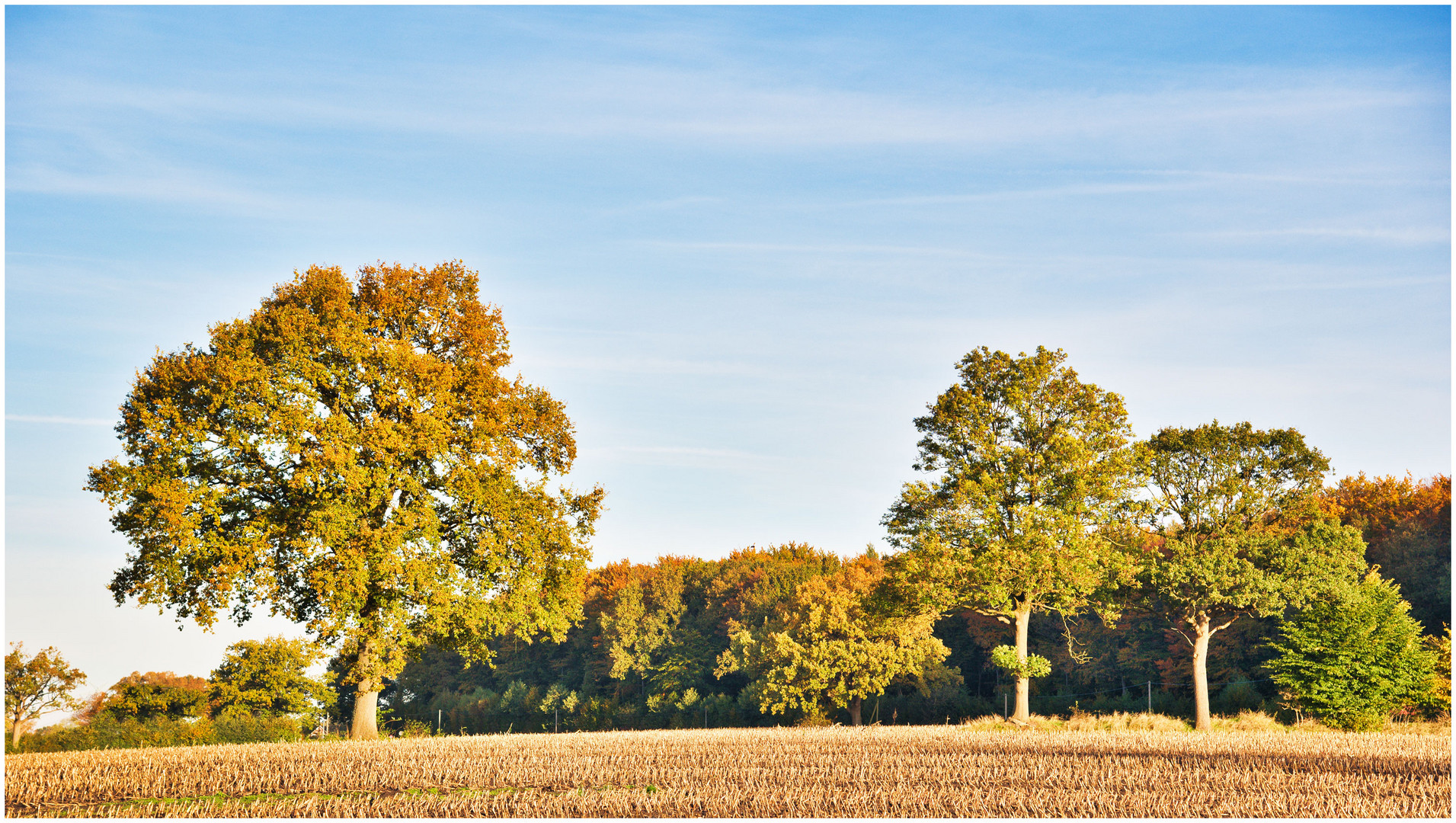 noch nicht richtig bunt