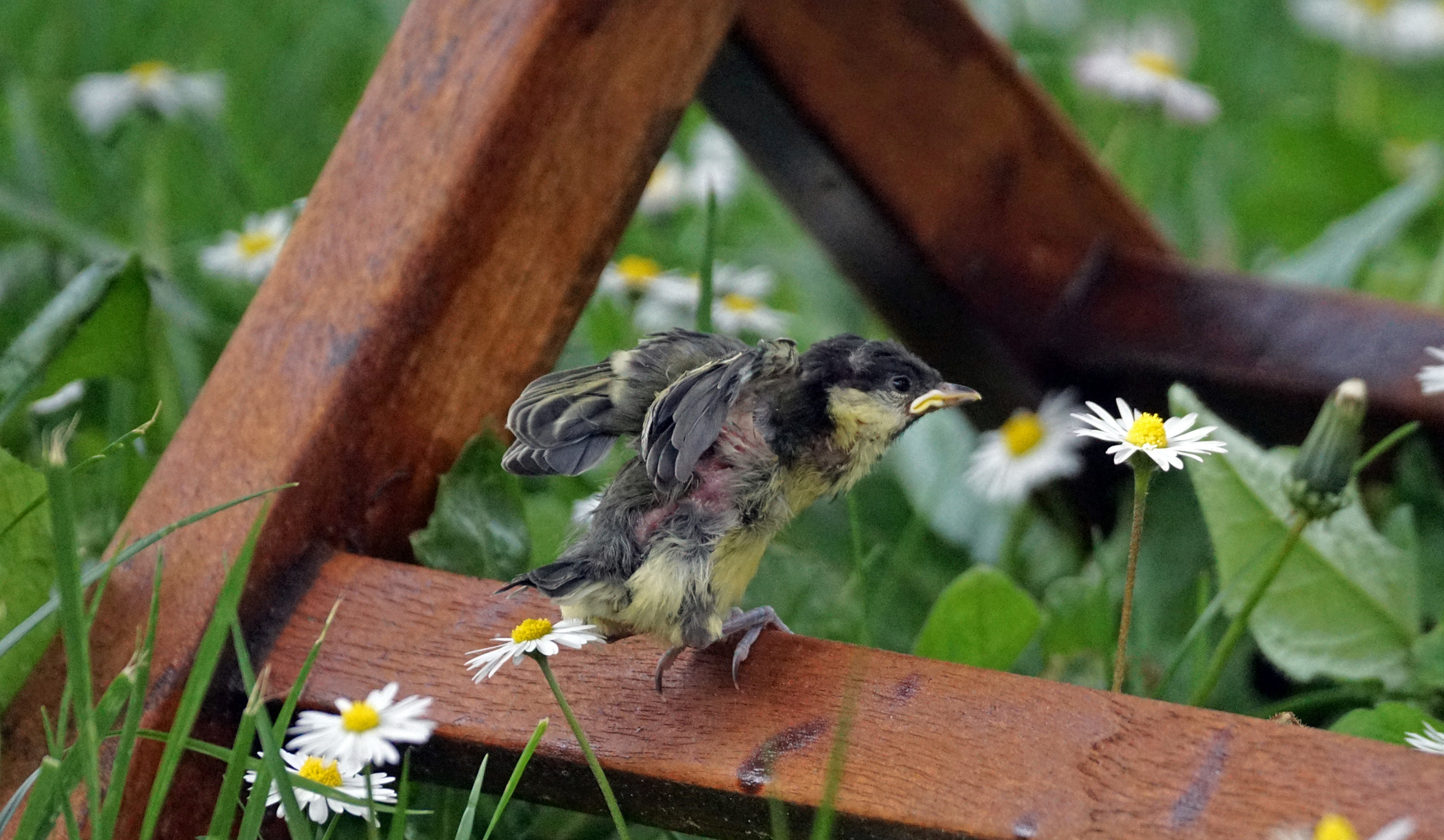 Noch nicht trocken hinter den Ohren