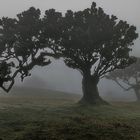 Noch nicht verschlungen vom Nebel