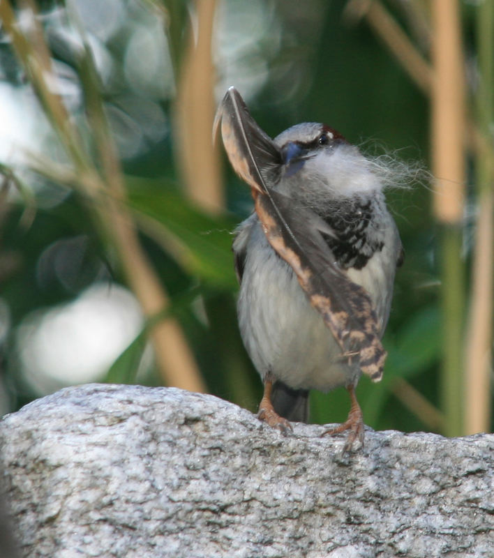 Noch nie ein Spatz mit Feder gesehen?!