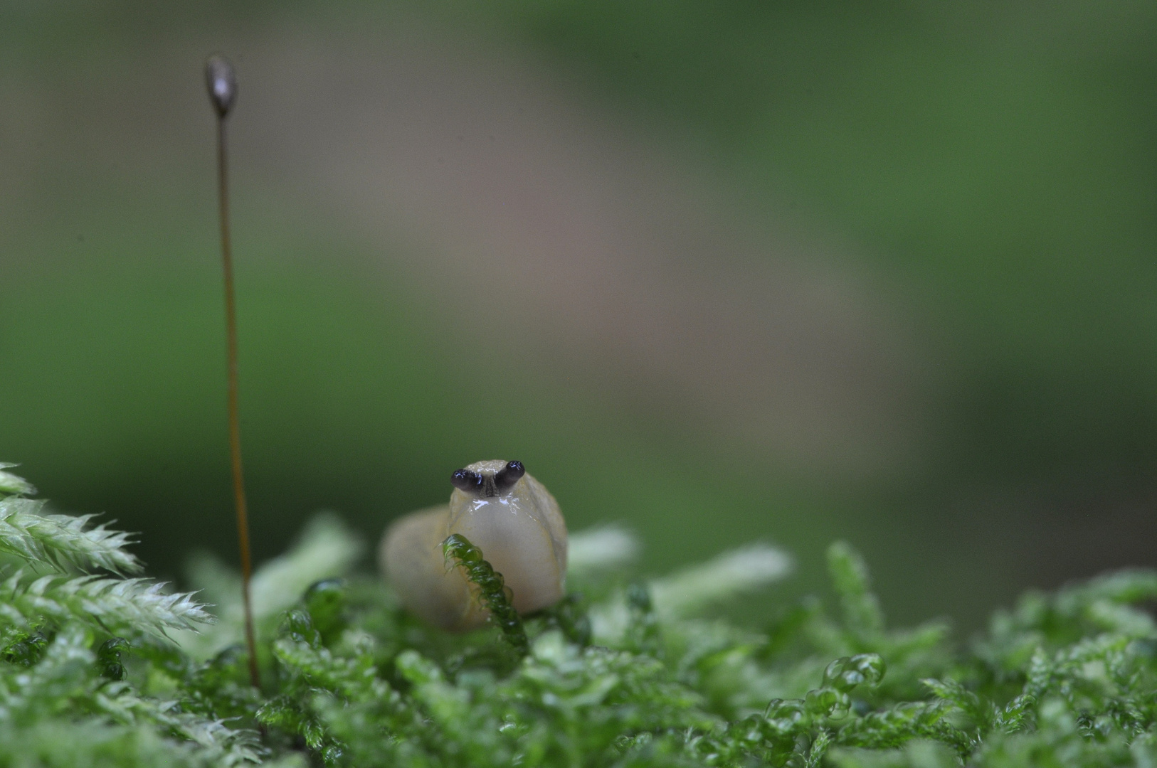 Noch nie eine 5mm grosse Schnecke gesehen ?