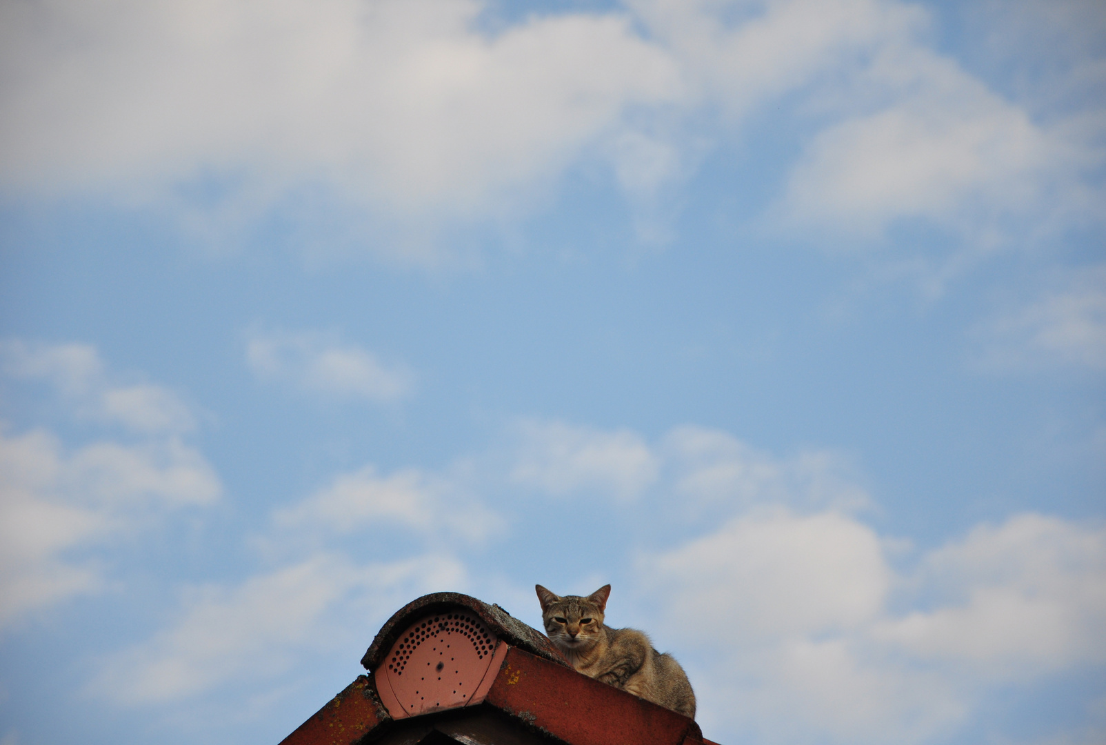 Noch nie eine Katze auf nem Hausdach gesehen???