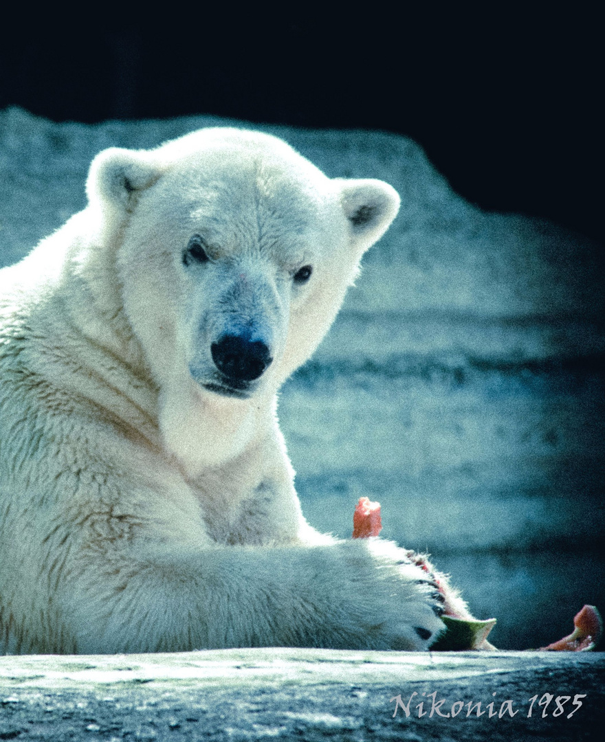 Noch nie einen Eisbären in der Mittagspause gesehen?! ;-)