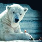 Noch nie einen Eisbären in der Mittagspause gesehen?! ;-)