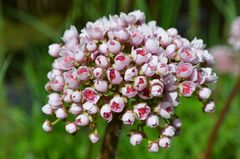 ...noch nie gesehene rosa Zwiebelblüte?