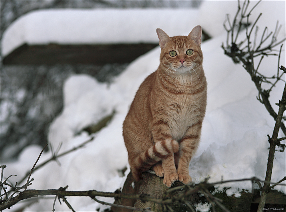 Noch nie ne Katze gesehen ?