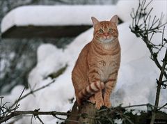 Noch nie ne Katze gesehen ?