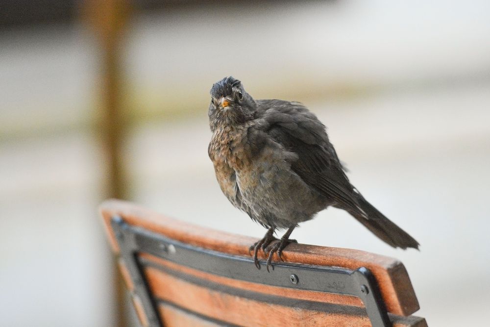 Noch nie ´ne regennasse Amsel gesehen?