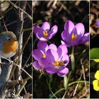 Noch nie sah ich so früh schon Leberblümchen...