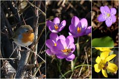 Noch nie sah ich so früh schon Leberblümchen...