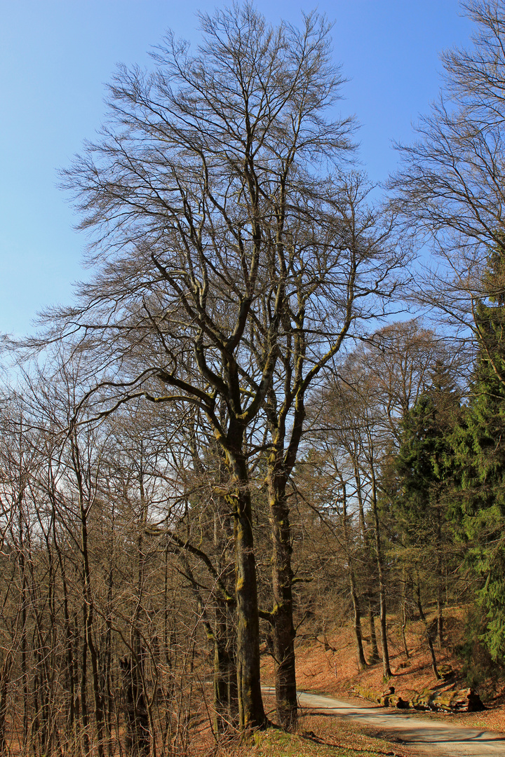 Noch ohne Laub. Aufgenommen in der Nähe der Ginsburg (bei Hilchenbach-Grund).