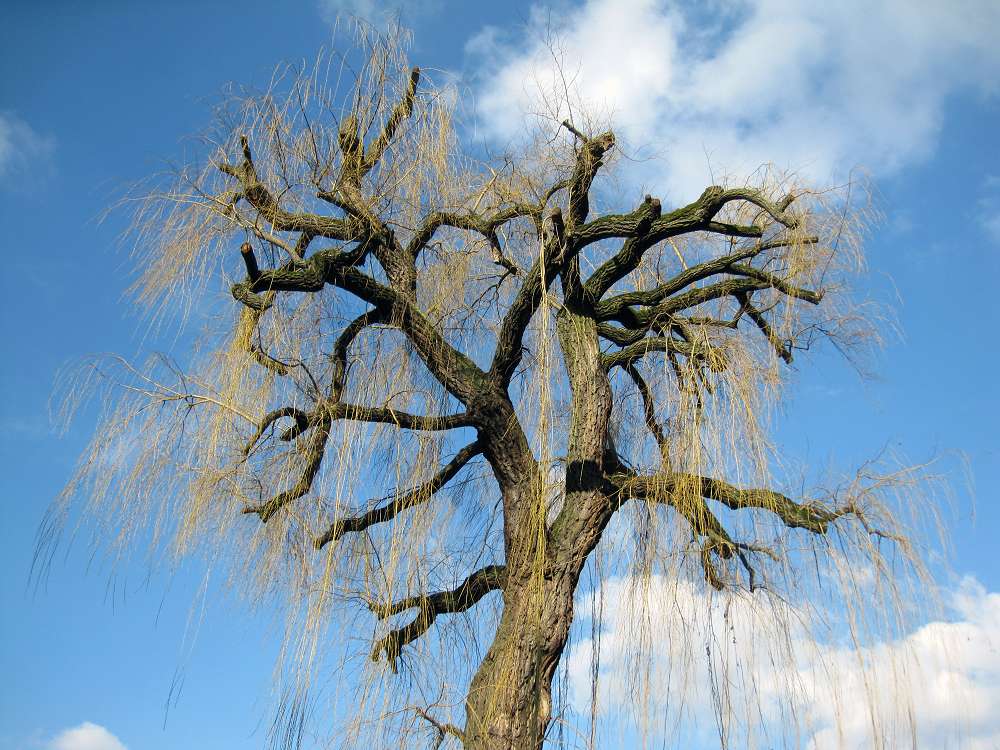 Noch ruht der Baum