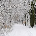 noch ruht die Natur-Wald im Spätwinter