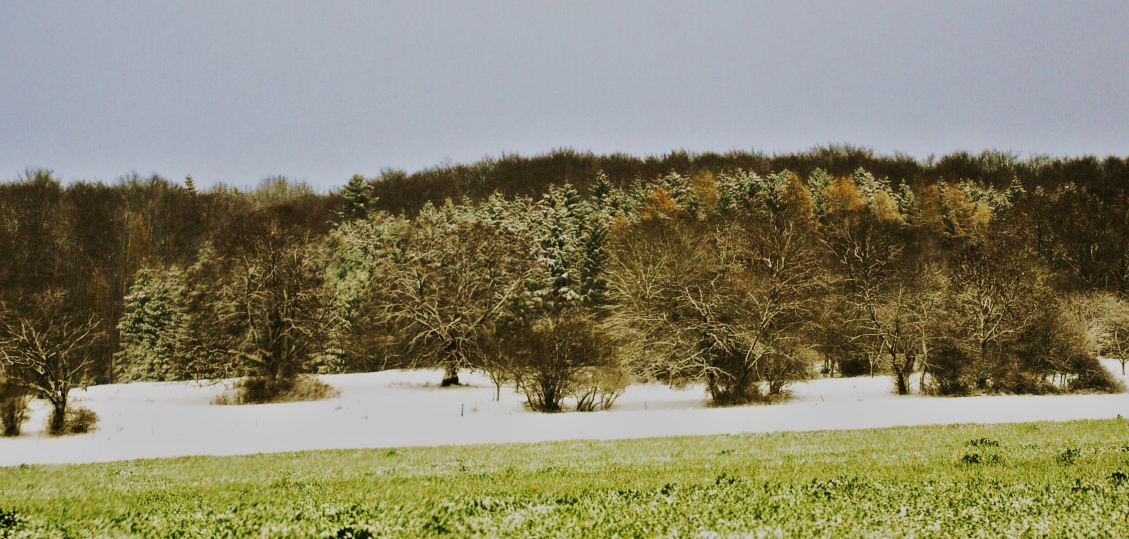 noch schimmern die Farben des sich verabschiedenden Herbstes durch den Schnee