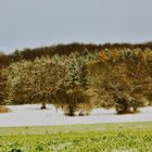 noch schimmern die Farben des sich verabschiedenden Herbstes durch den Schnee