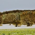 noch schimmern die Farben des sich verabschiedenden Herbstes durch den Schnee