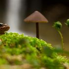 Noch schnell am Pilz vorbei und dann ab untern Wasserfall zum Leichen