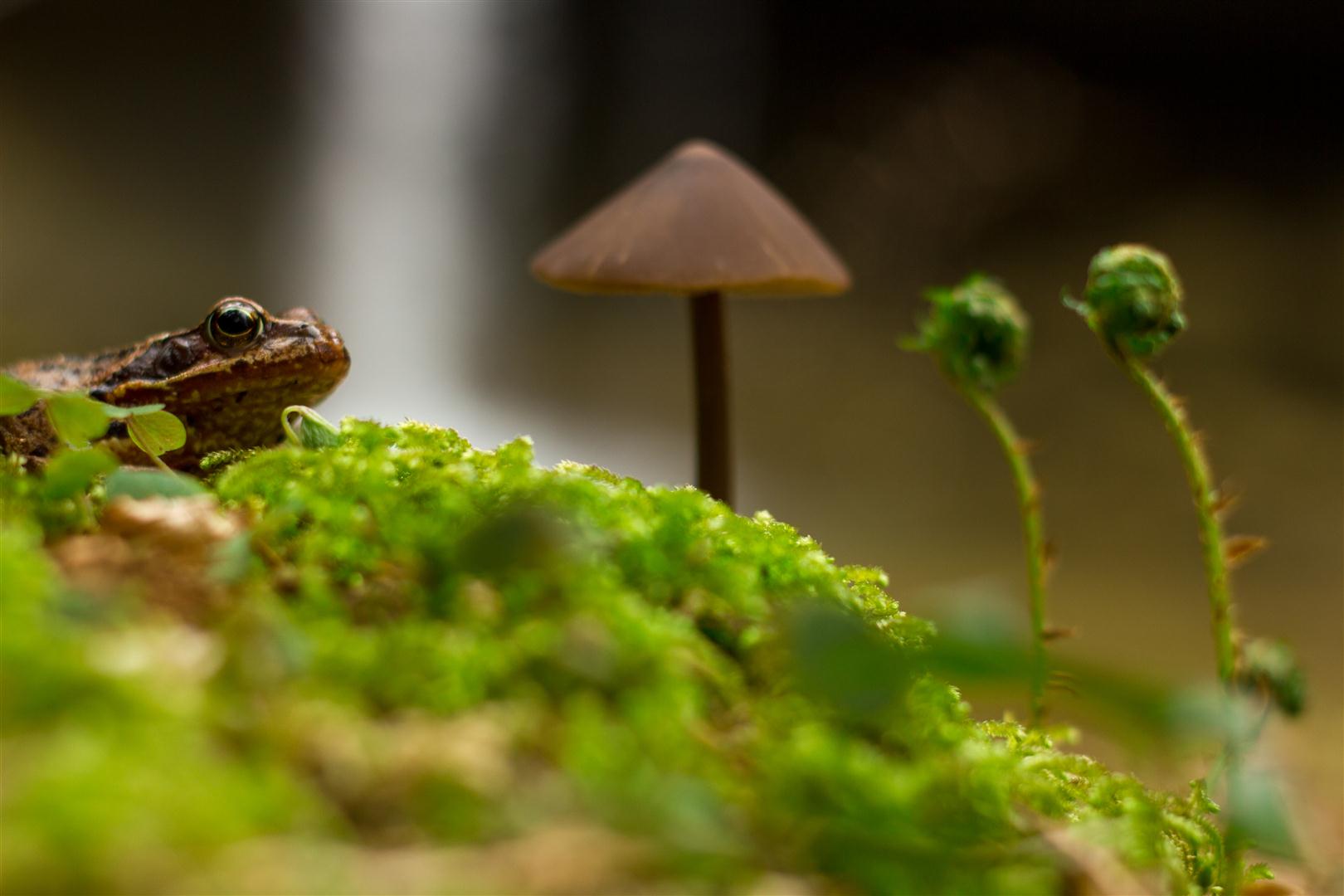 Noch schnell am Pilz vorbei und dann ab untern Wasserfall zum Leichen