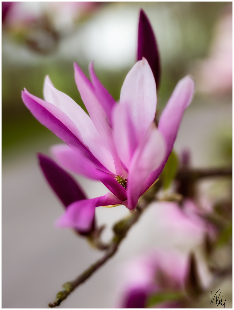 Noch schnell die Magnolie fotografiert....