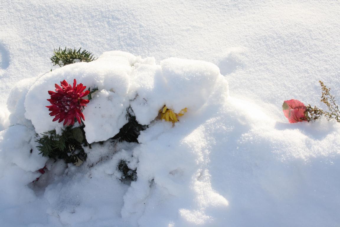 noch schnell ein paar blumen auf dein grab,