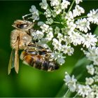 Noch schnell ein paar Pollen sammeln.