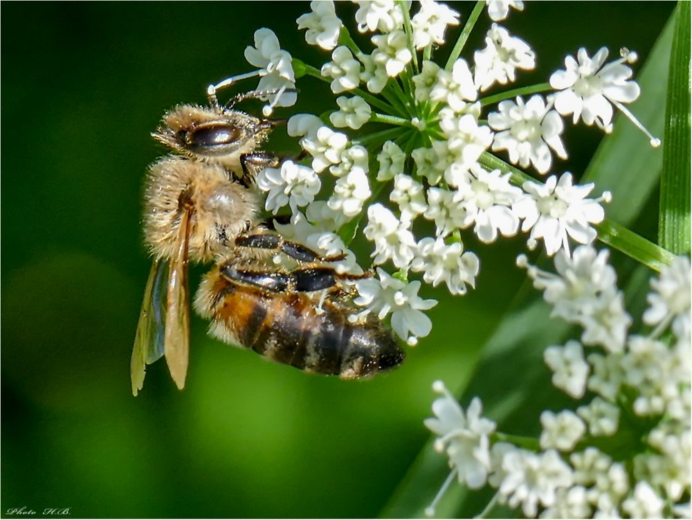 Noch schnell ein paar Pollen sammeln.