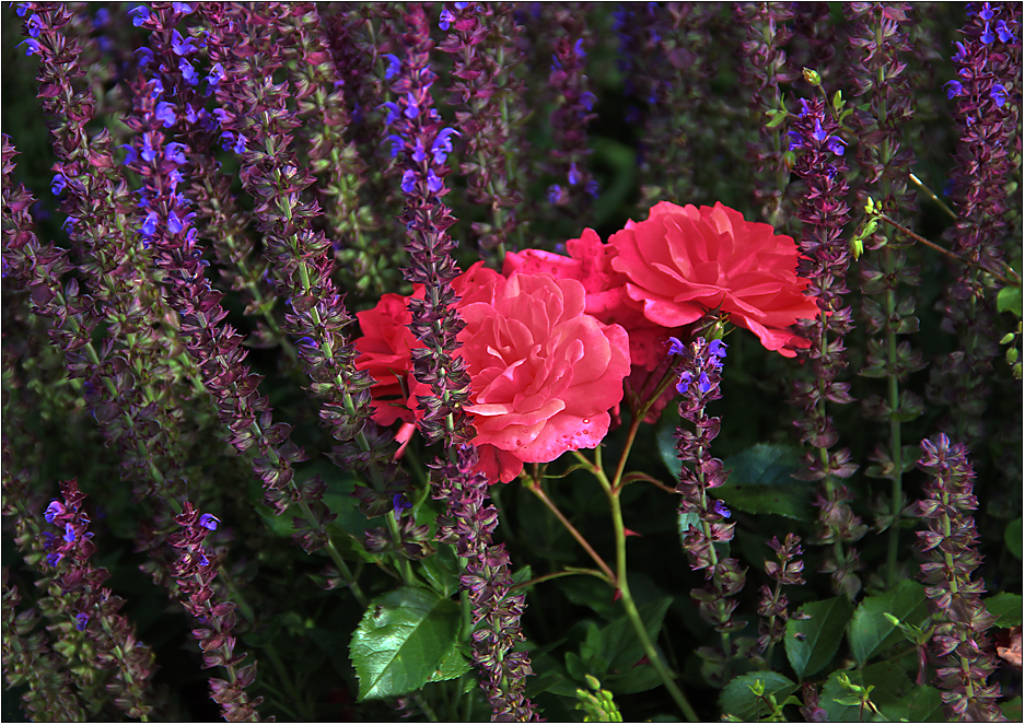 Noch schnell ein paar Rosen ...