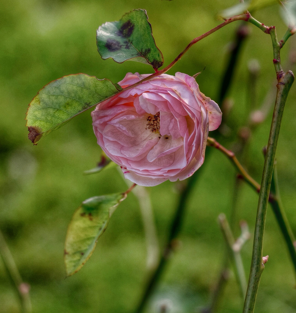 Noch schnell eine Dezember-Rose