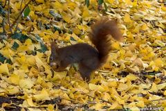 Noch schnell einen Wintervorrat anlegen