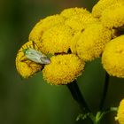 Noch schnell mein Mittwochsblümchen mit Besucher