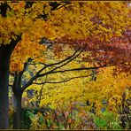 Noch schnelll ein Herbstbild, bevor ..