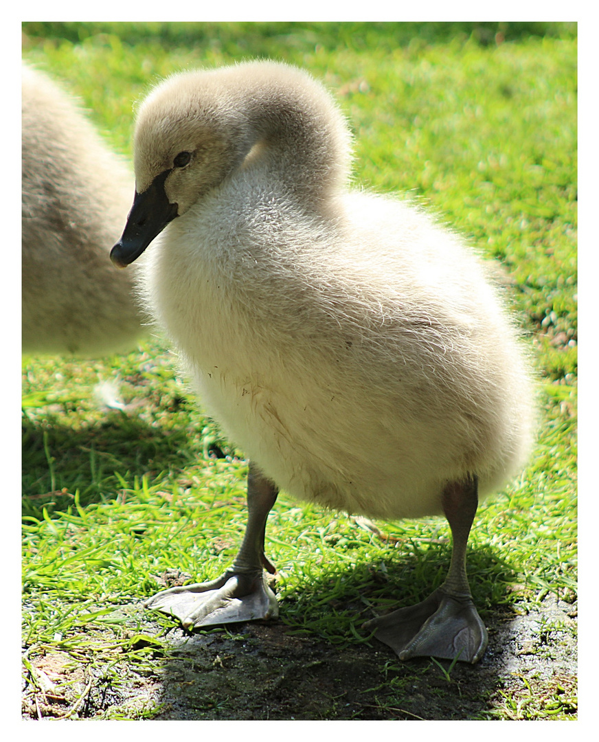 Noch schön flauschig