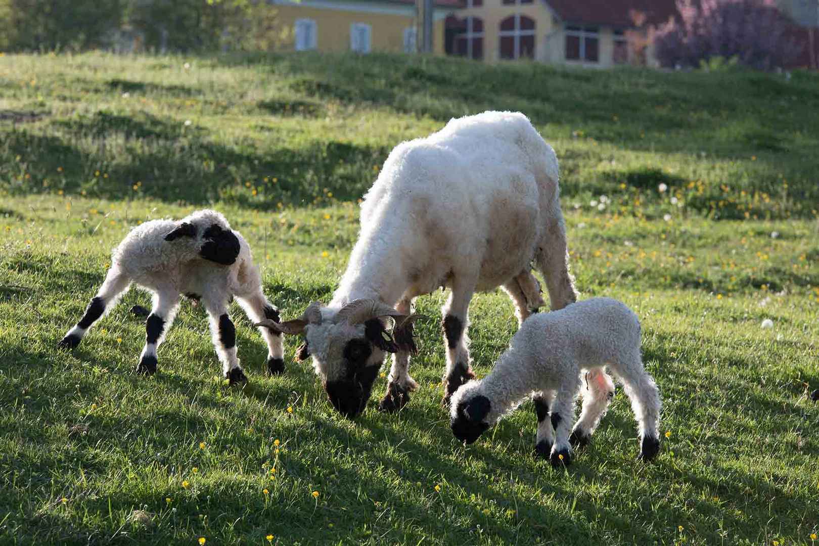 NOCH SCHWACH AUF DEN BEINEN