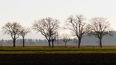 noch sind die Bäume kahl......