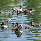 noch sind die beiden Familien in Eintracht nebeneinander,