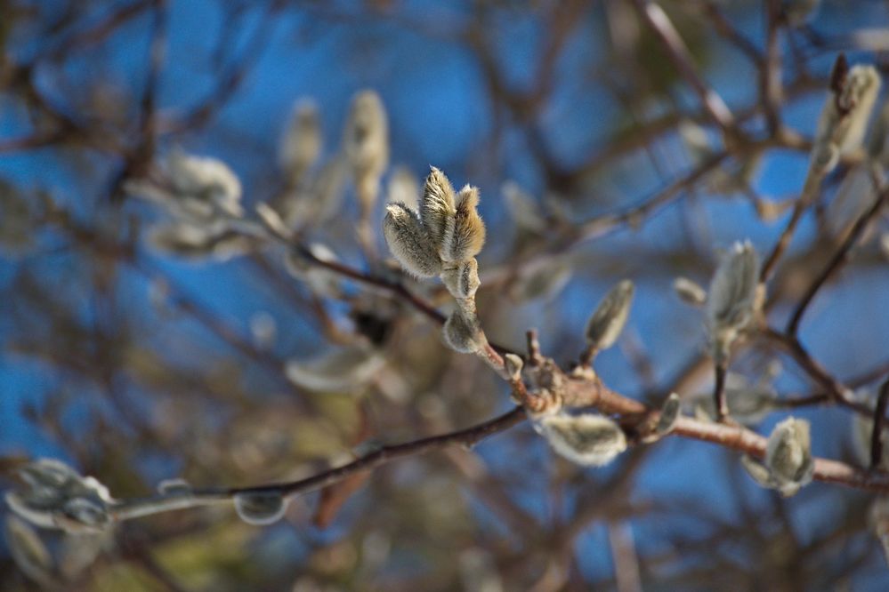 Noch sind die Blüten-Triebe