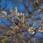 Noch sind die Blüten-Triebe