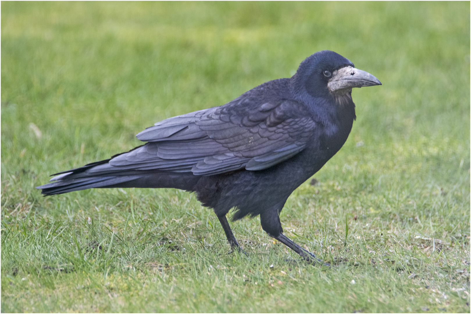 Noch sind die Saatkrähen (Corvus frugilegus) bei uns . . .